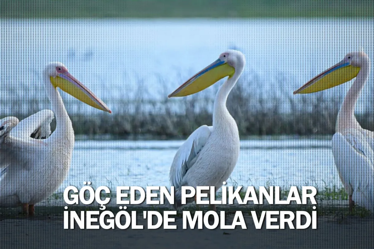 Göç eden pelikanlar İnegöl'de mola verdi