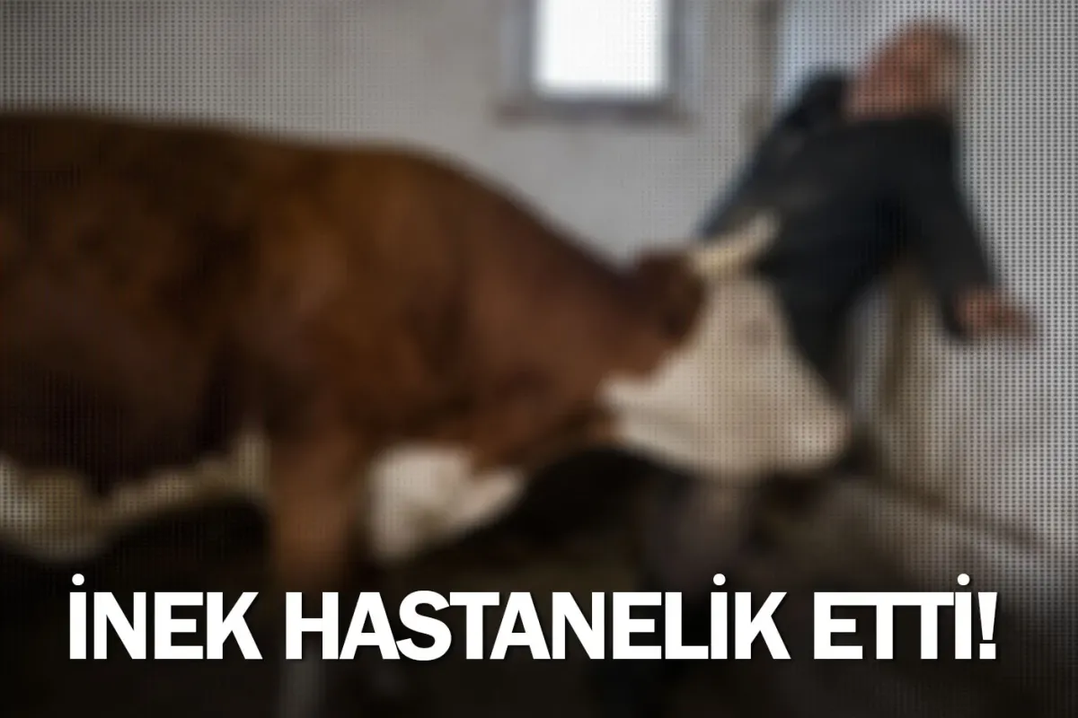 İnek hastanelik etti!