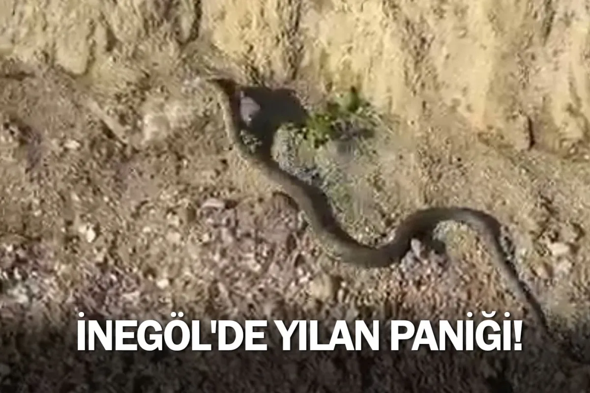 İnegöl'de yılan paniği!