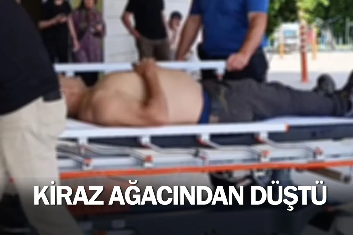 Kiraz ağacından düştü