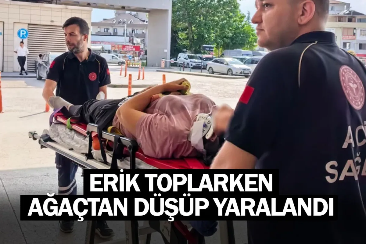 Erik toplarken ağaçtan düşüp yaralandı