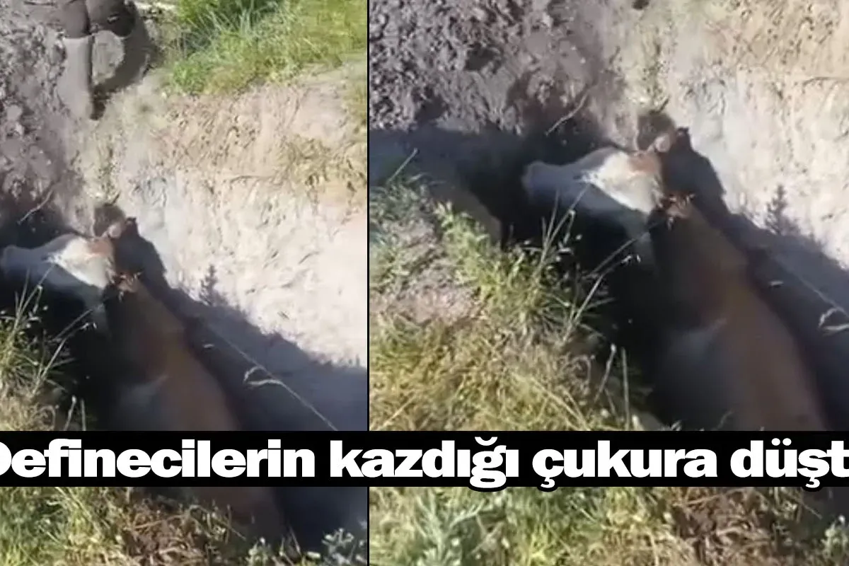 Definecilerin kazdığı çukura düştü!