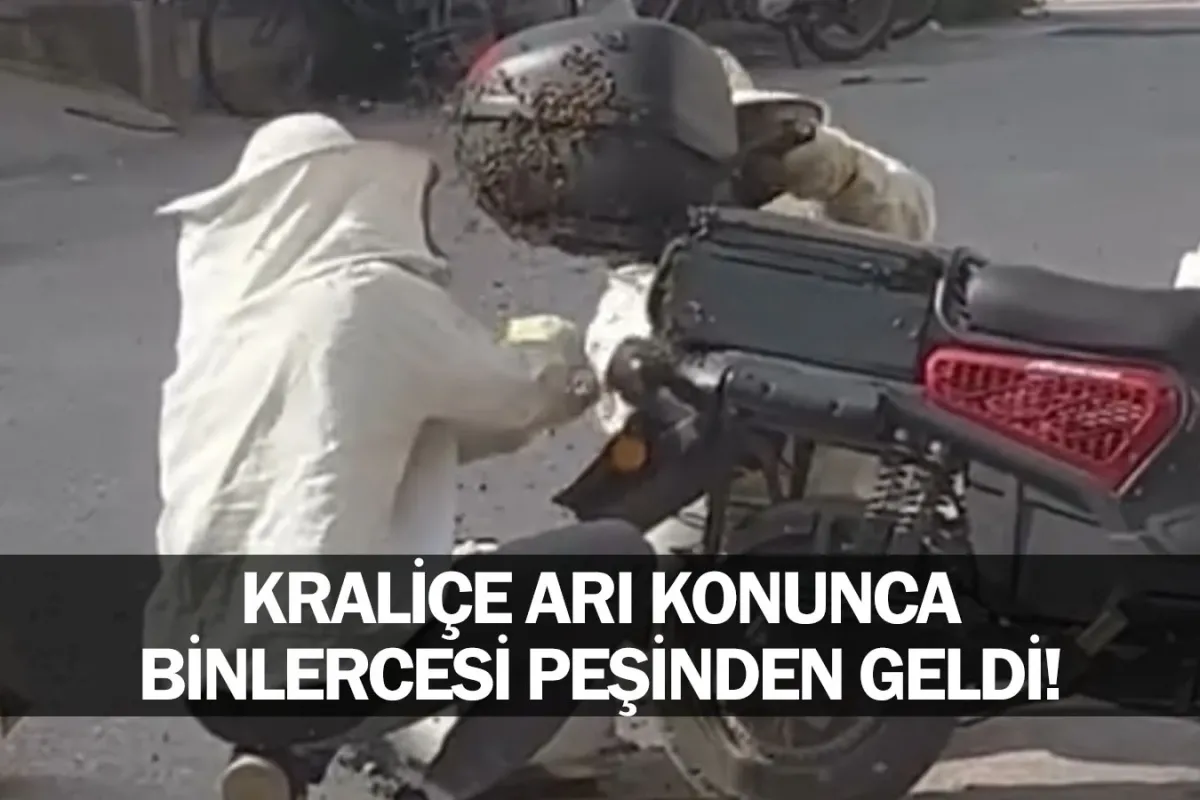 Kraliçe Arı Konunca Binlercesi Peşinden Geldi