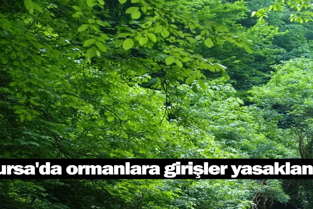 Bursa'da ormanlara girişler yasaklandı