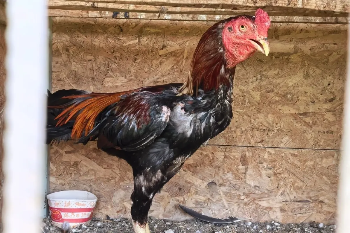 İnegöl'de horoz dövüşü baskını!