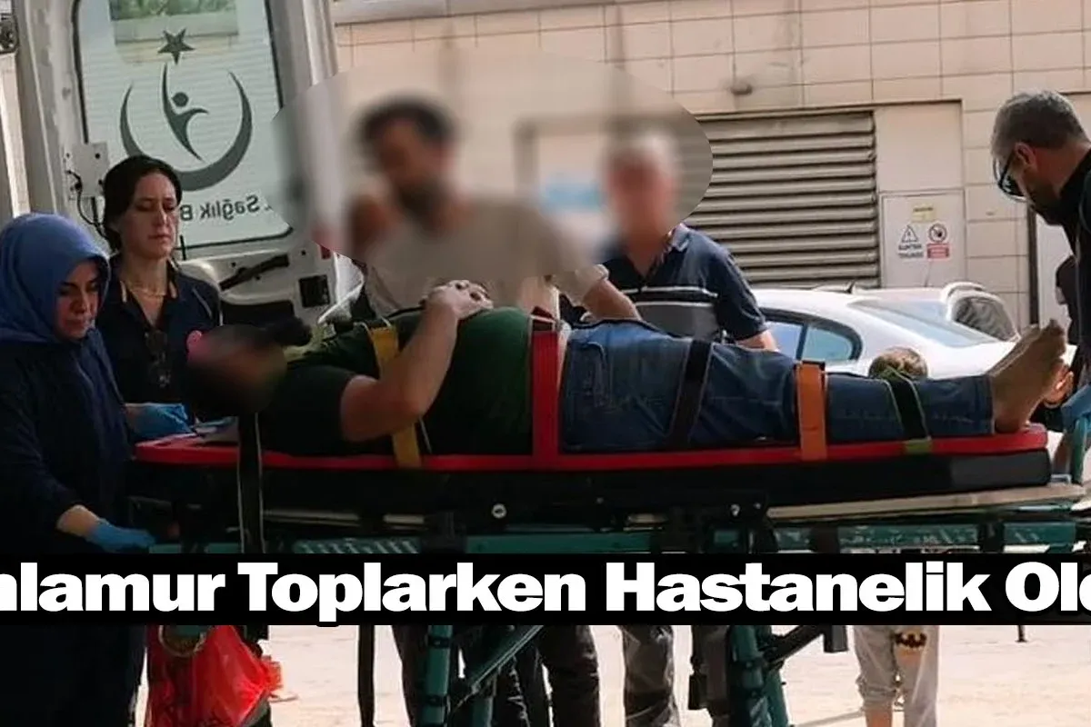 Ihlamur Toplarken Hastanelik Oldu