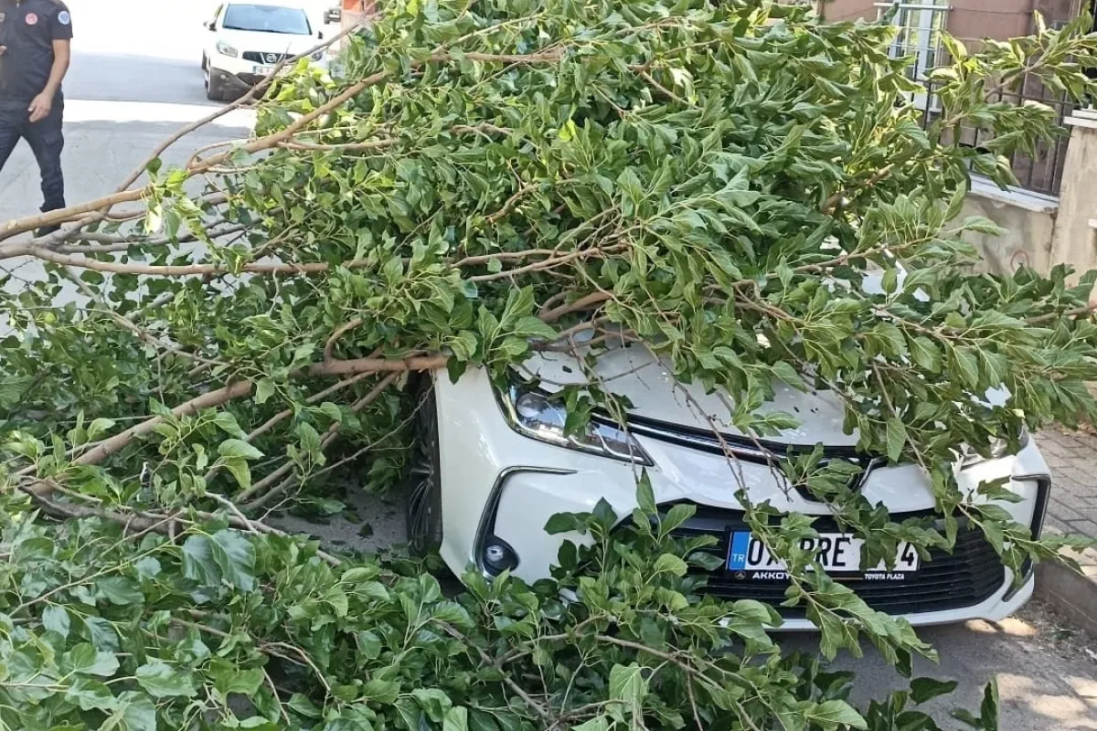 Ağaç otomobilin üzerine devrildi