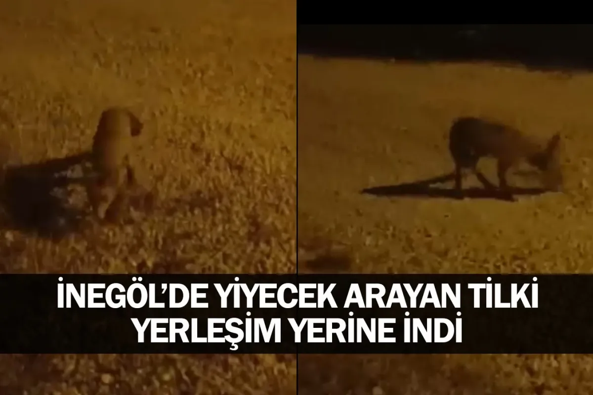 Yiyecek arayan tilki yerleşim yerine indi