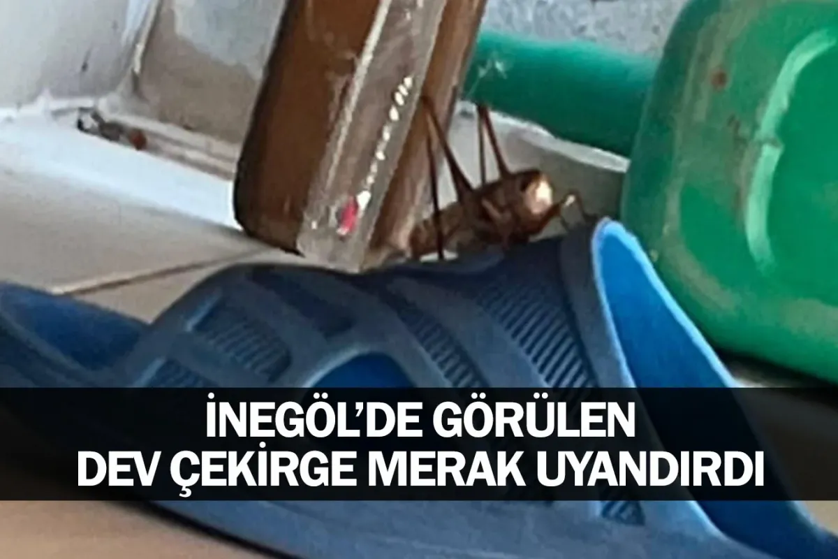 İnegöl'de Görülen Dev Çekirge Merak Uyandırdı