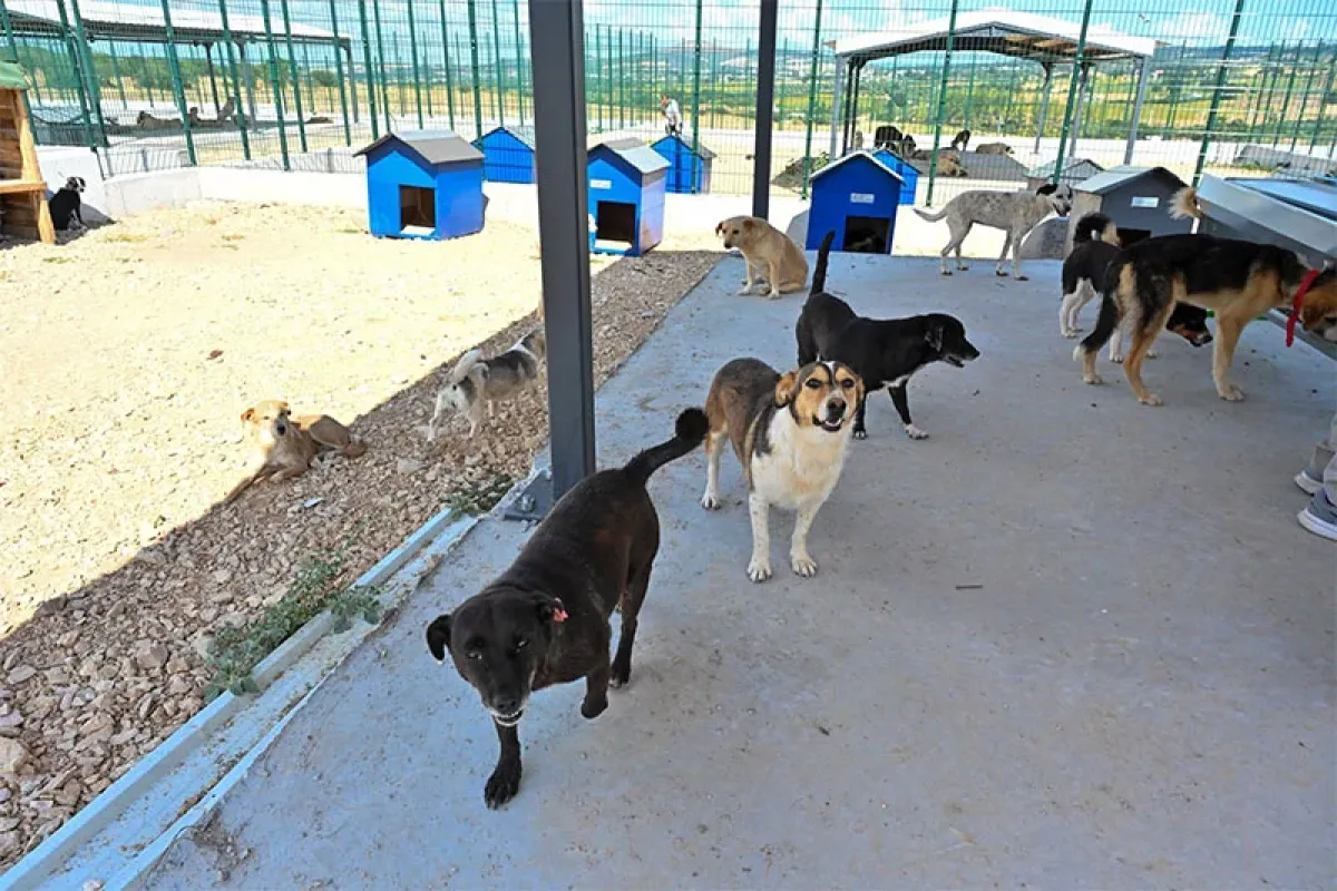 Büyükşehir'den sokak hayvanlarına yeni yuva