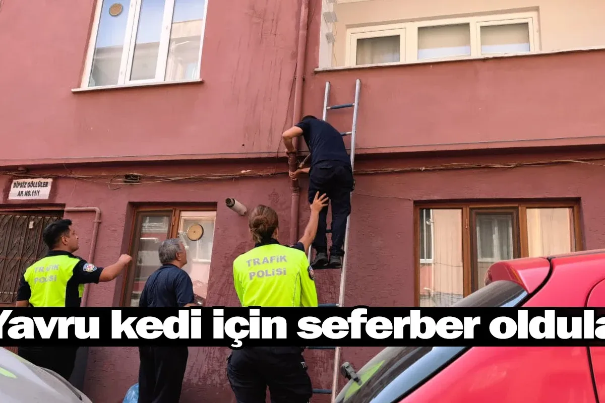 Yavru kedi için seferber oldular!