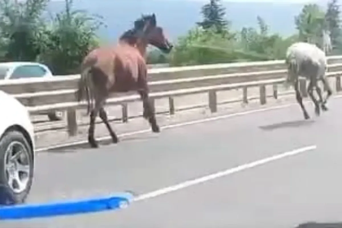 Başıboş atlar sürücülere zor anlar yaşattı