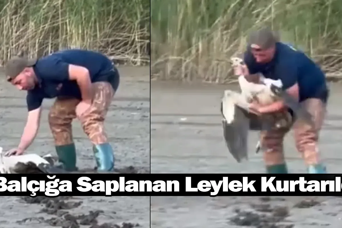 İnegöl'de Balçığa Saplanan Leylek Kurtarıldı