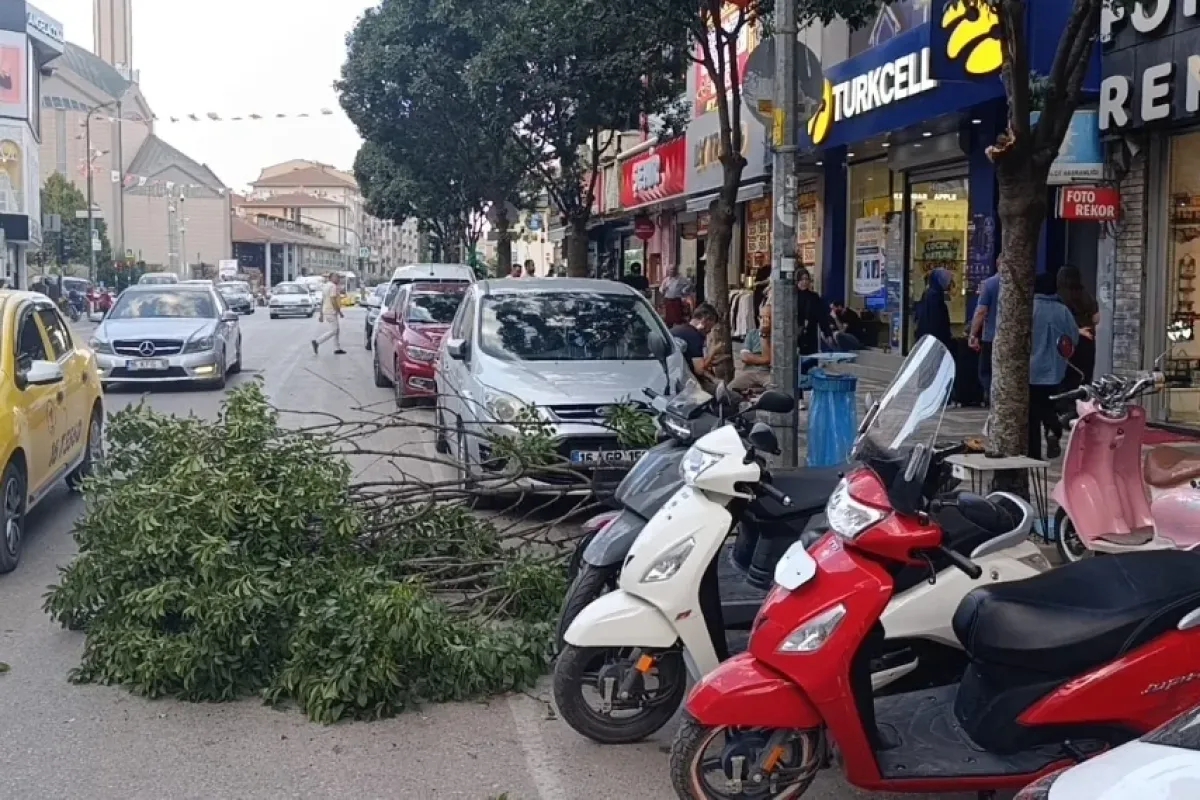 İnegöl'de rüzgar ağacın dalını kırdı