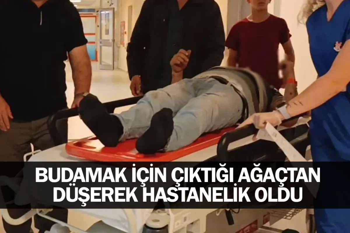 Budamak için çıktığı ağaçtan düşerek hastanelik oldu