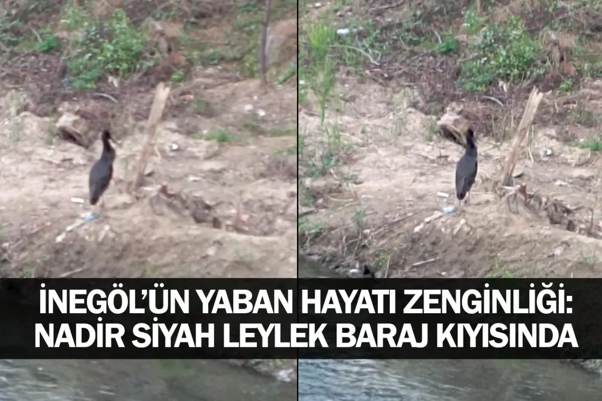İnegöl’ün Yaban Hayatı Zenginliği: Nadir Siyah Leylek Baraj Kıyısında