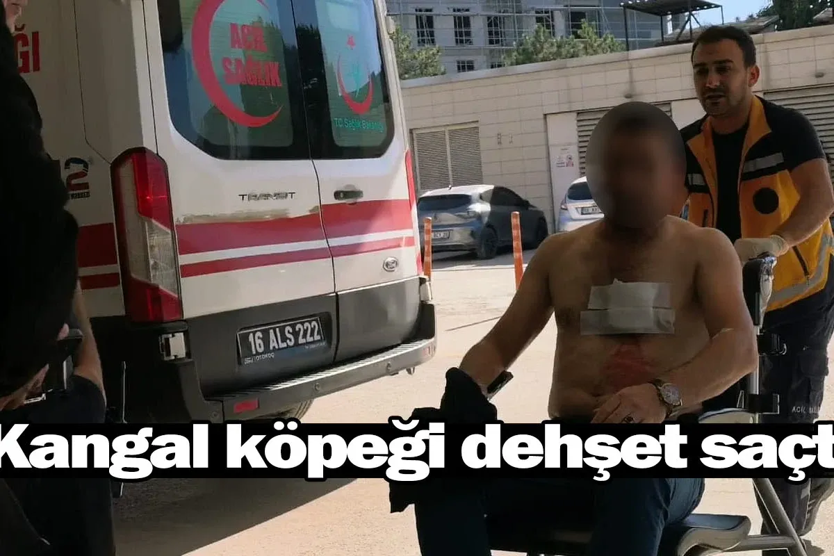 Kangal köpeği dehşet saçtı!