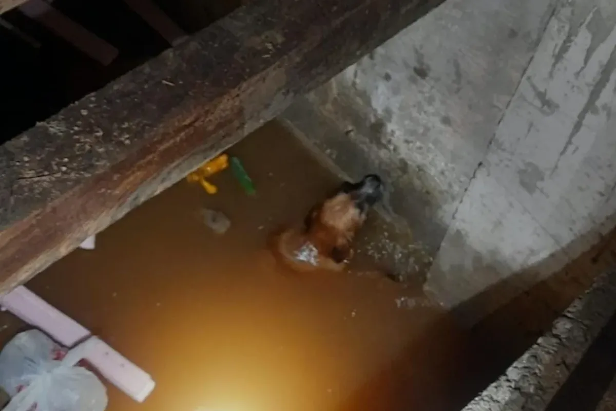 Kuyuya Düşen Köpek İtfaiye Tarafından Kurtarıldı