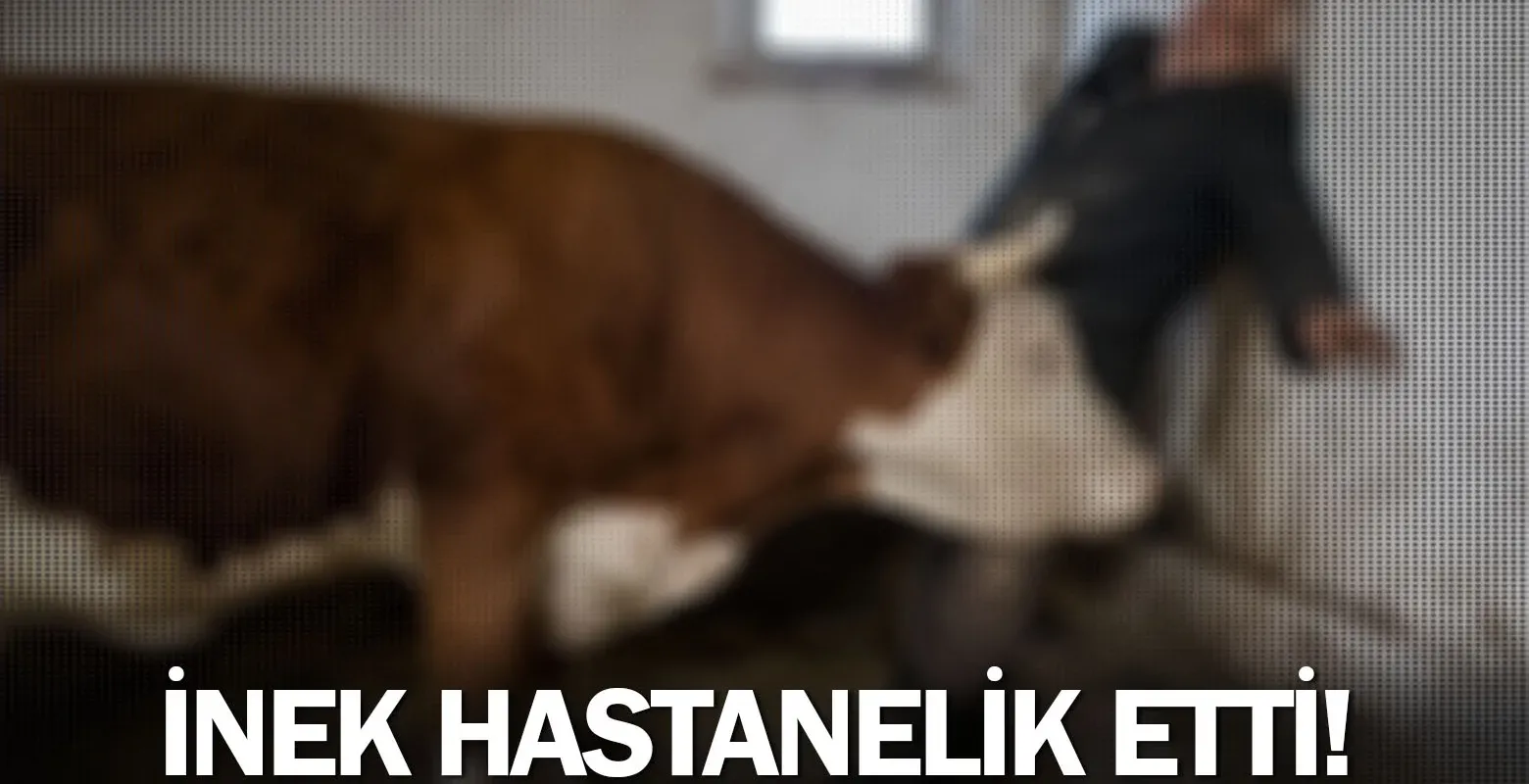 İnek hastanelik etti!