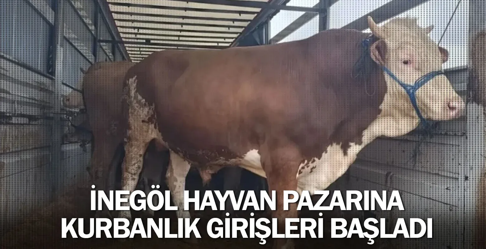 İnegöl Hayvan Pazarına Kurbanlık Girişleri Başladı