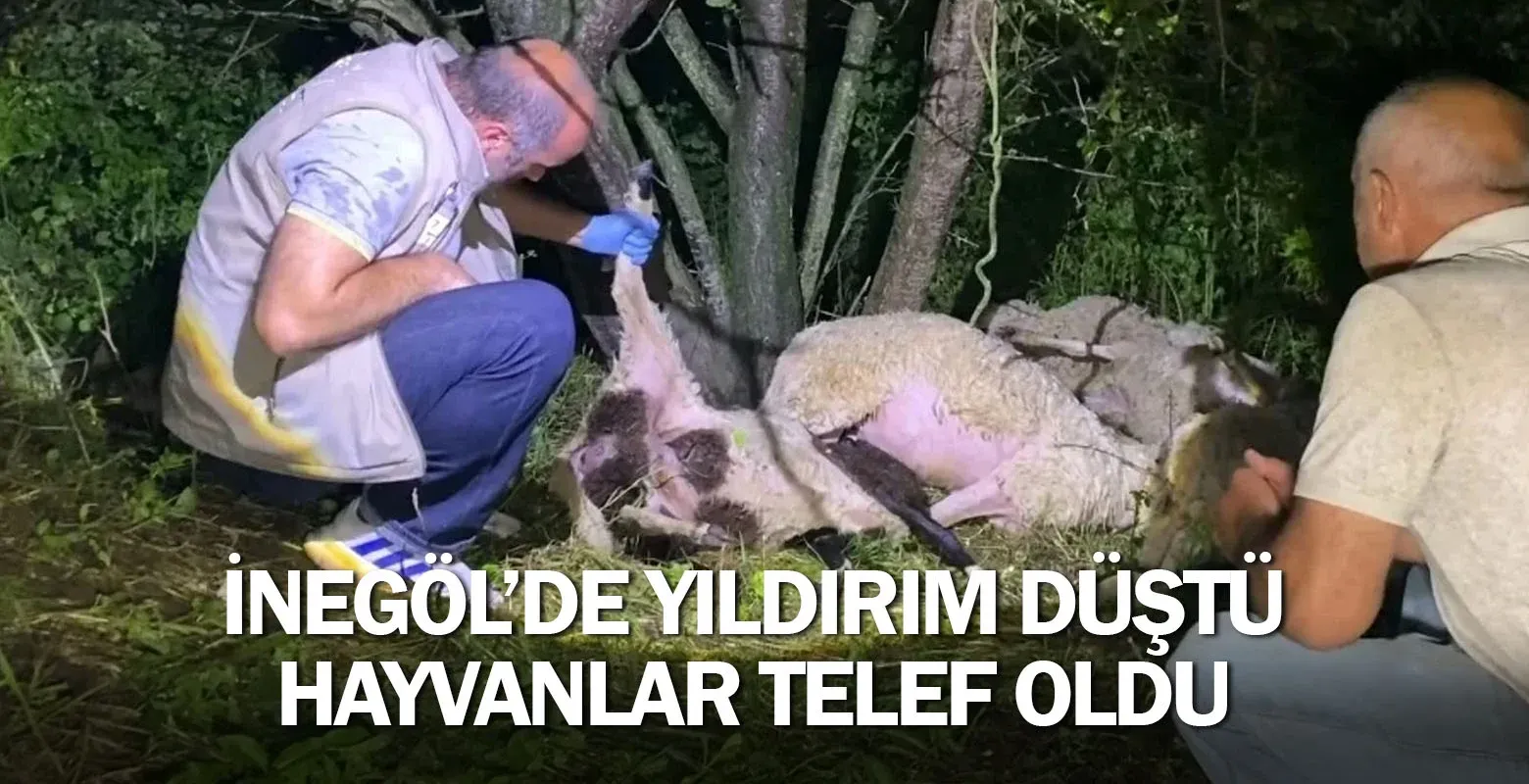 Yıldırım düştü hayvanlar telef oldu