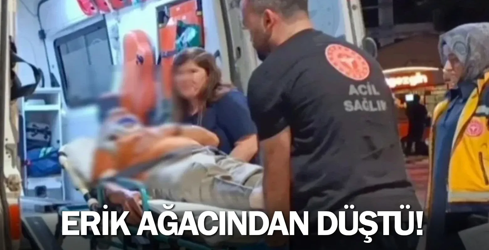 Erik ağacından düştü!