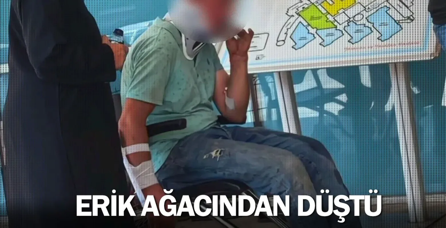 Erik ağacından düştü