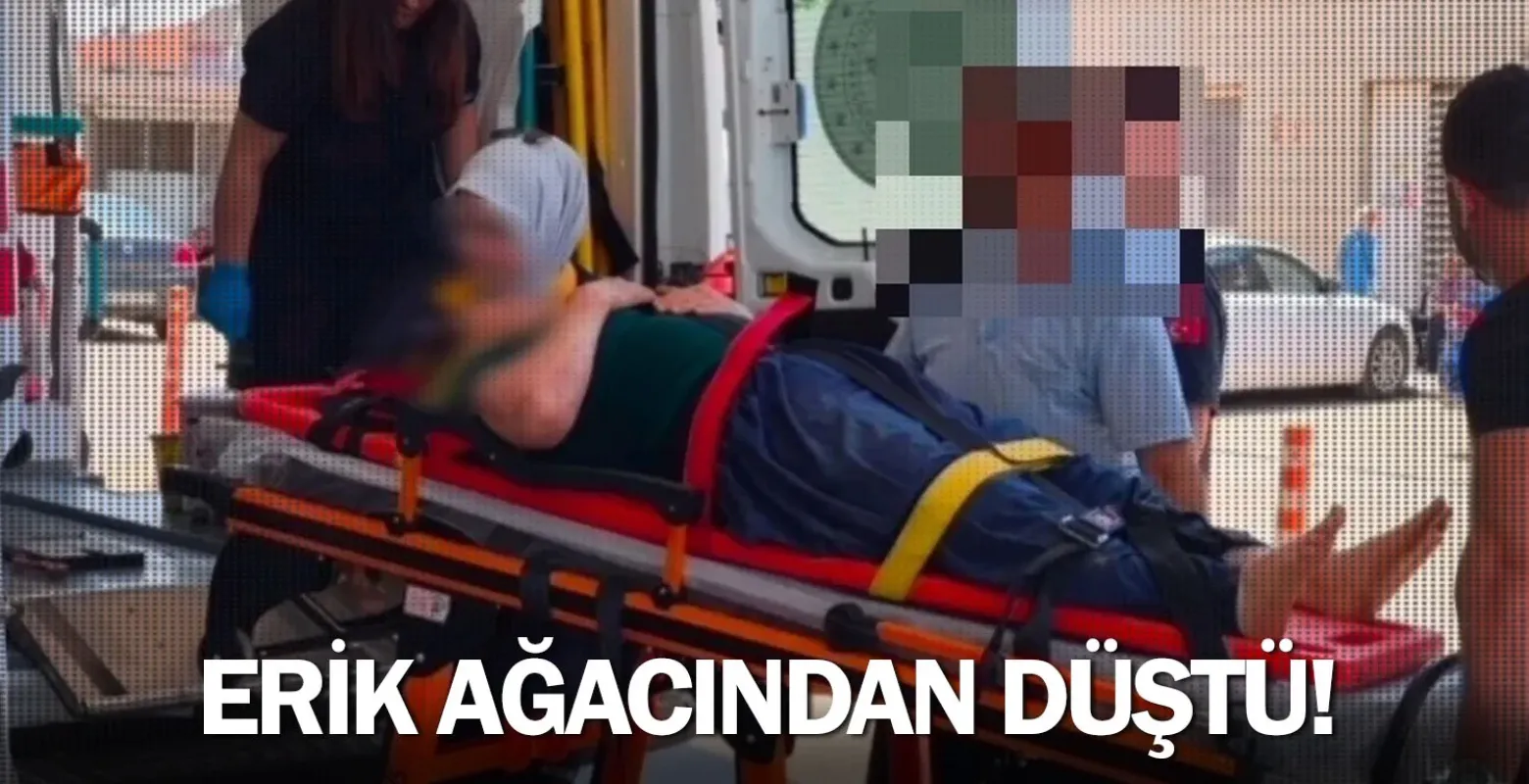 Erik toplarken ağaçtan düştü: Hastanelik oldu
