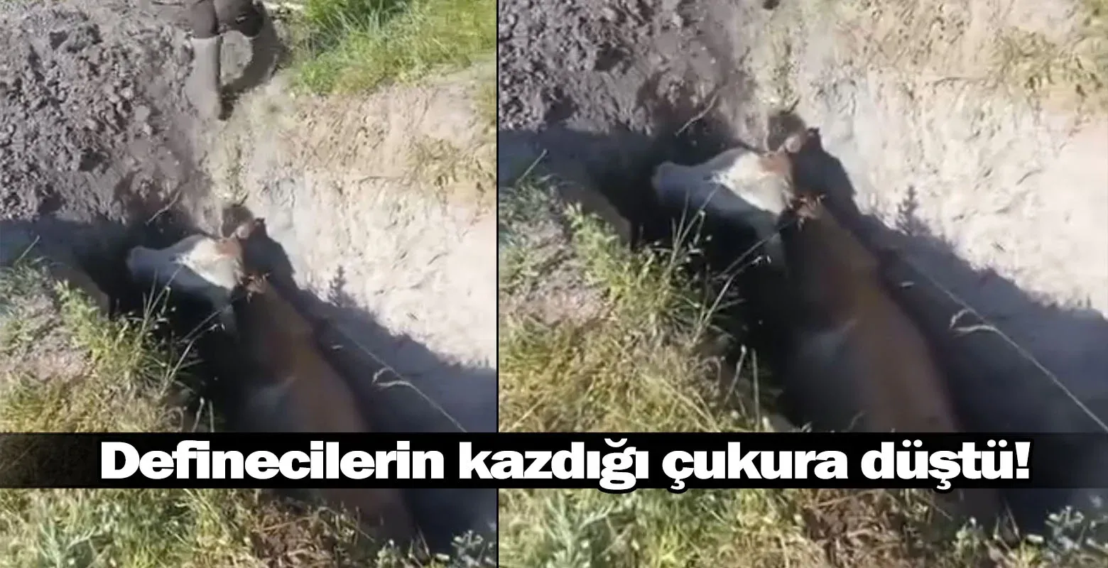 Definecilerin kazdığı çukura düştü!