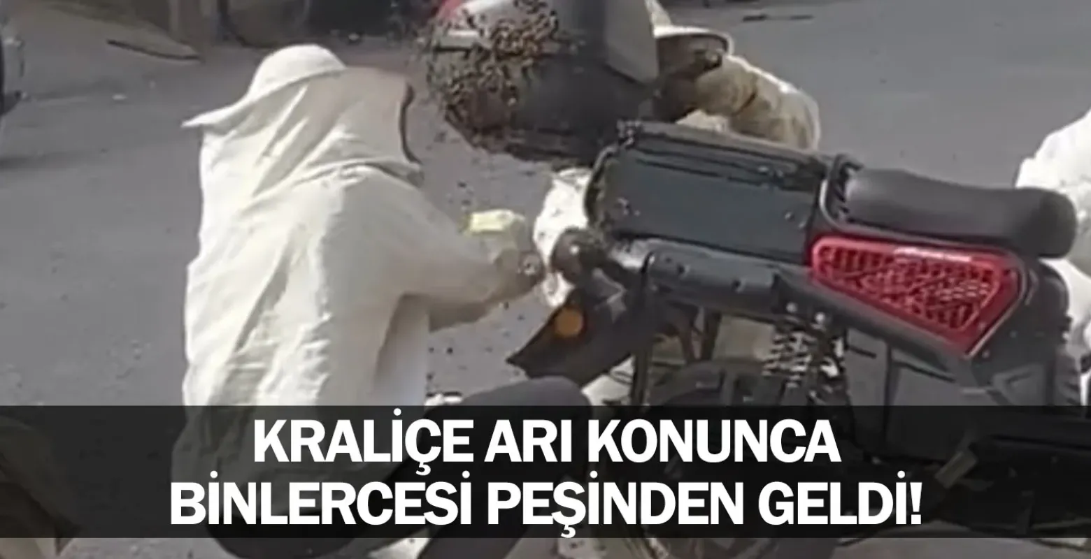Kraliçe Arı Konunca Binlercesi Peşinden Geldi