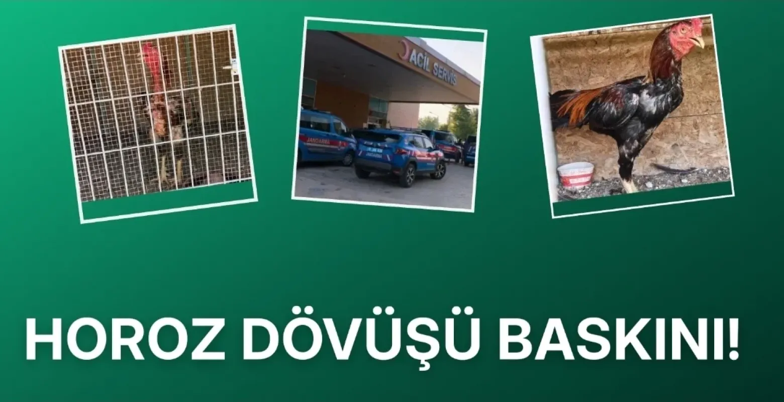 İnegöl'de horoz dövüşü baskını!