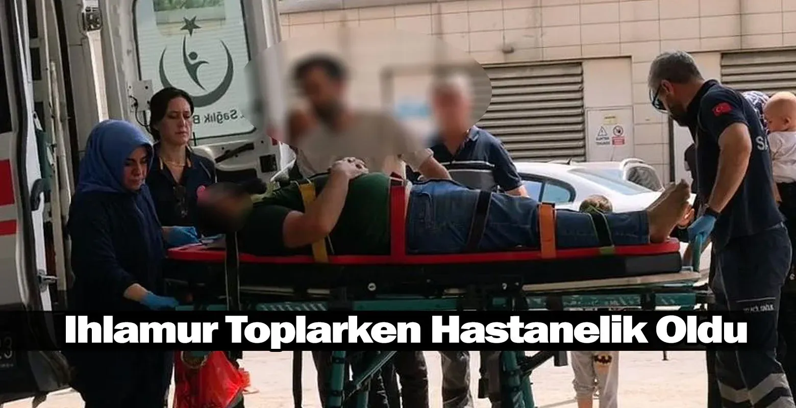Ihlamur Toplarken Hastanelik Oldu