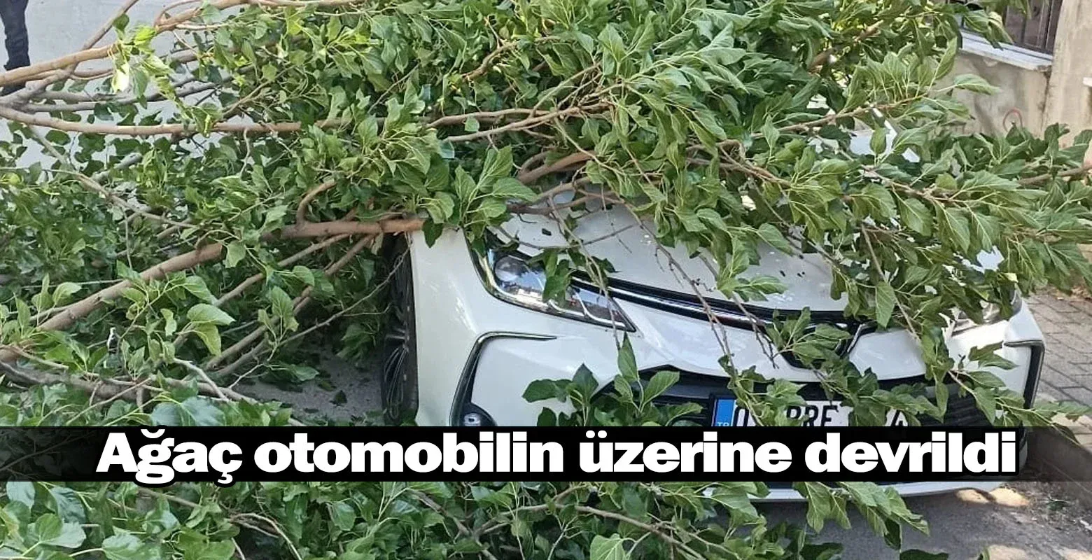 Ağaç otomobilin üzerine devrildi
