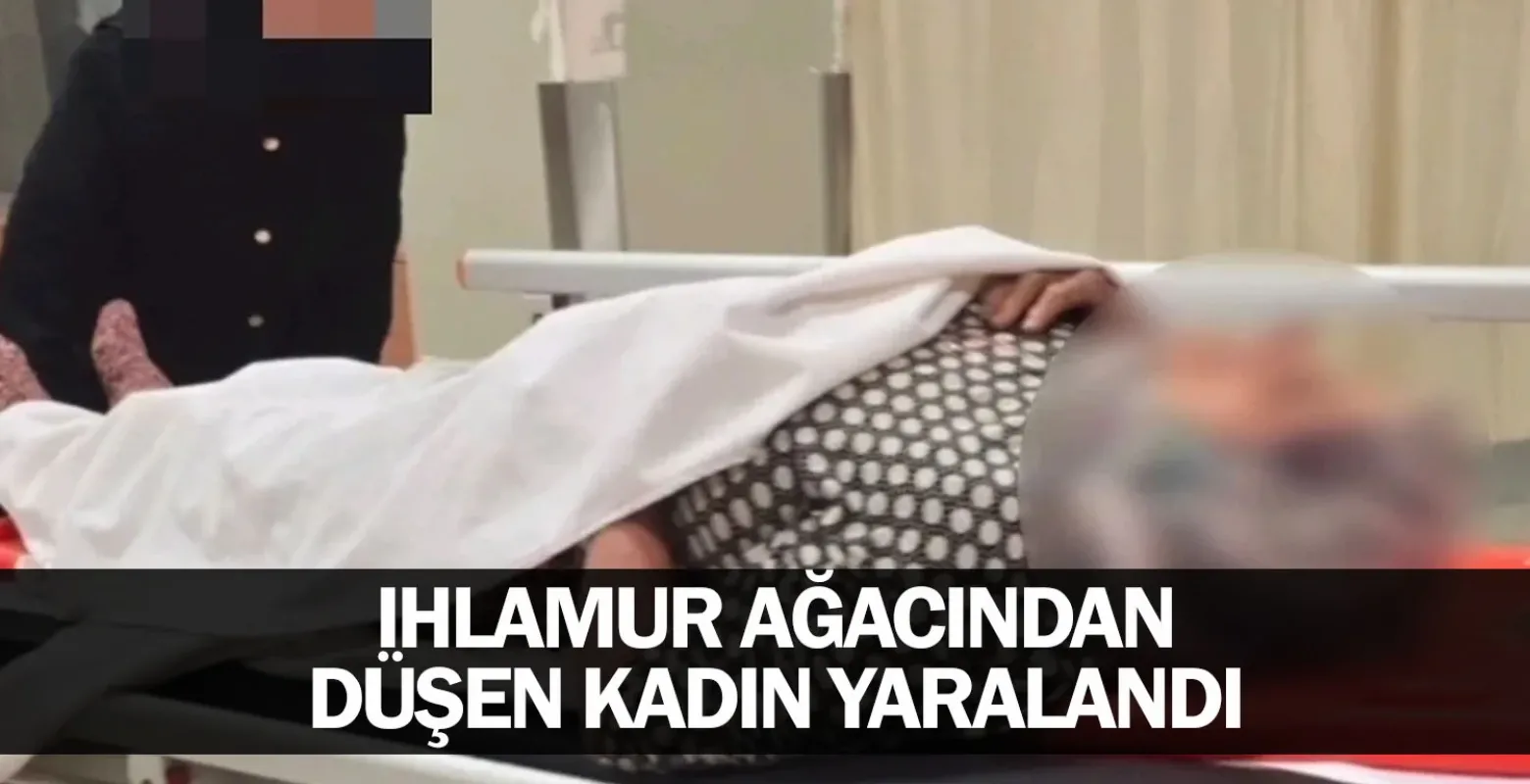 Ihlamur ağacından düşen kadın yaralandı