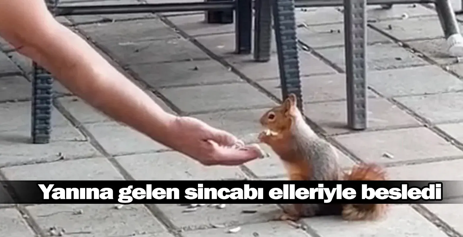 Yanına gelen sincabı elleriyle besledi