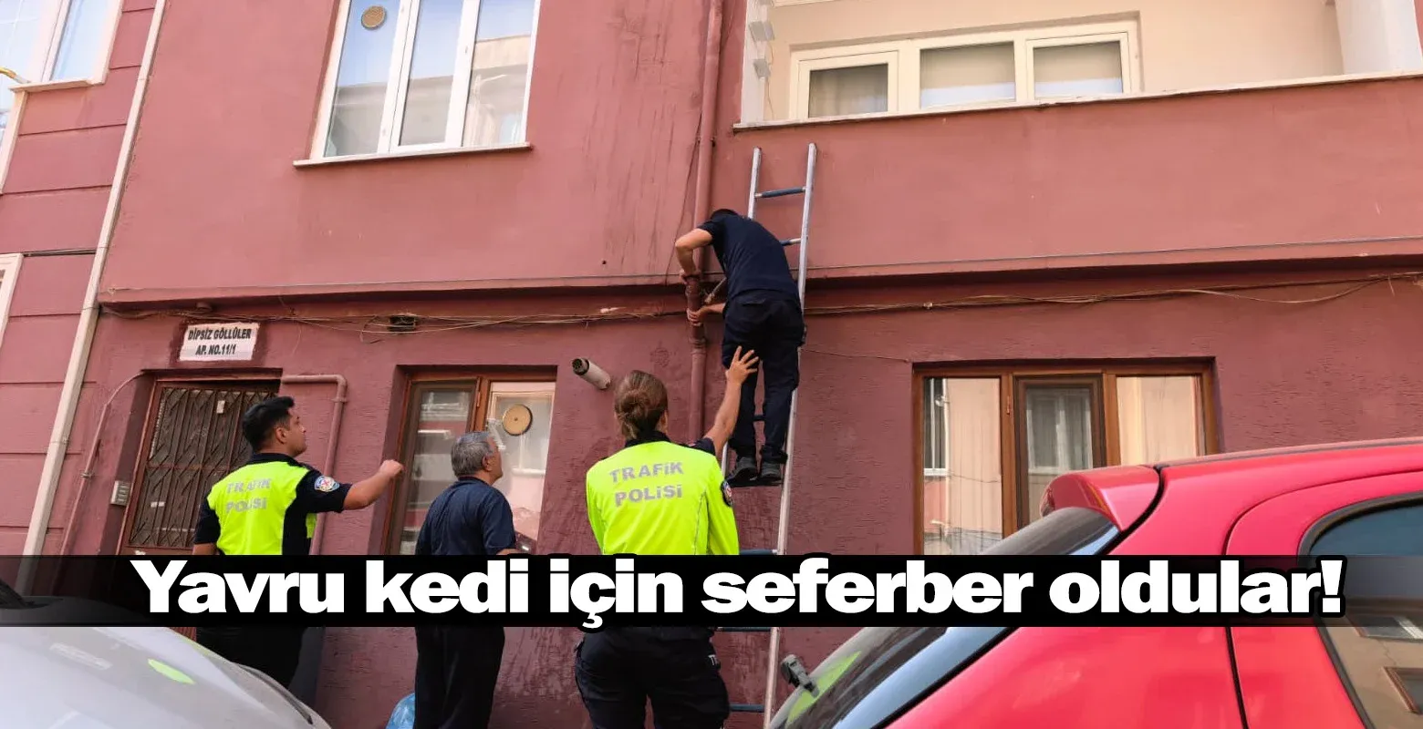 Yavru kedi için seferber oldular!