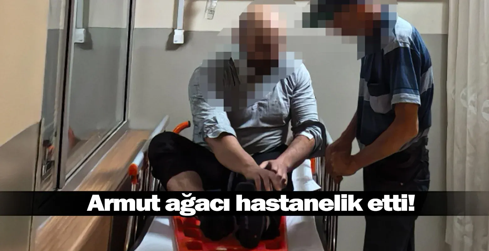Armut ağacı hastanelik etti