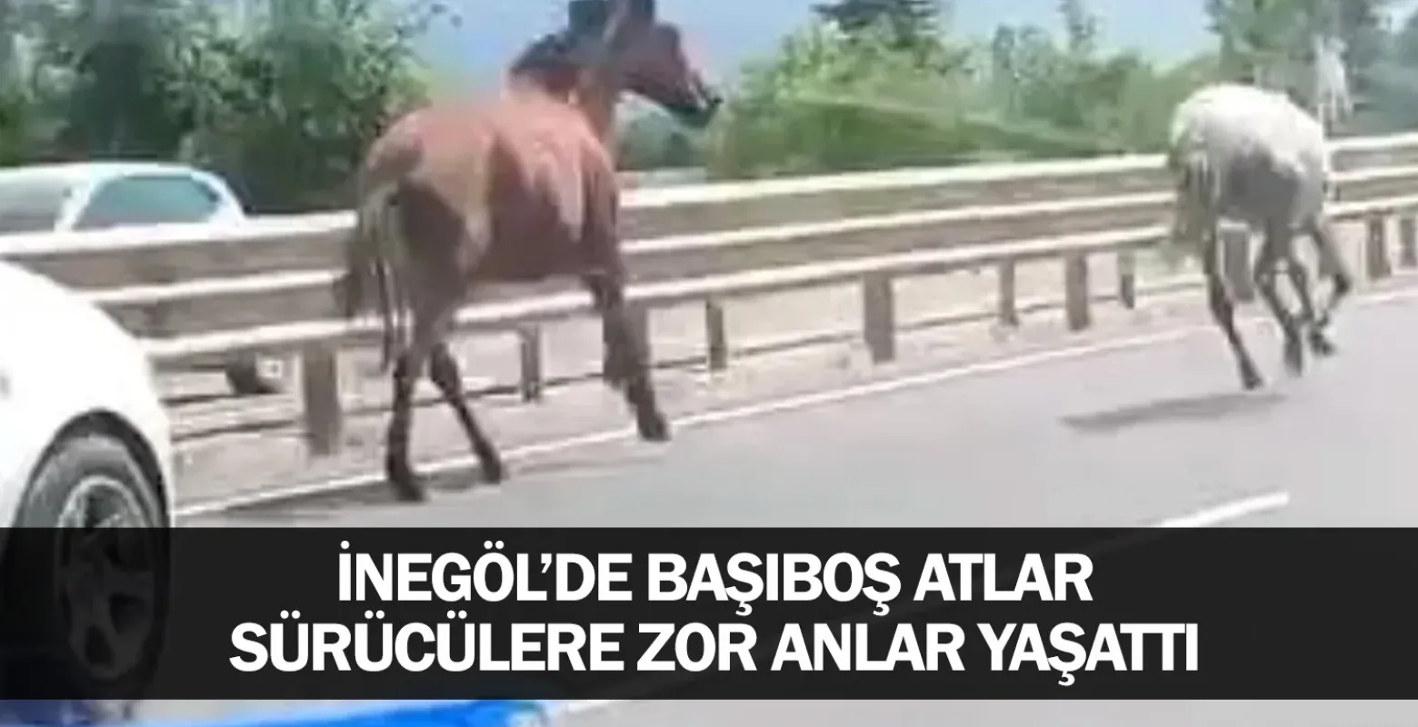 Başıboş atlar sürücülere zor anlar yaşattı