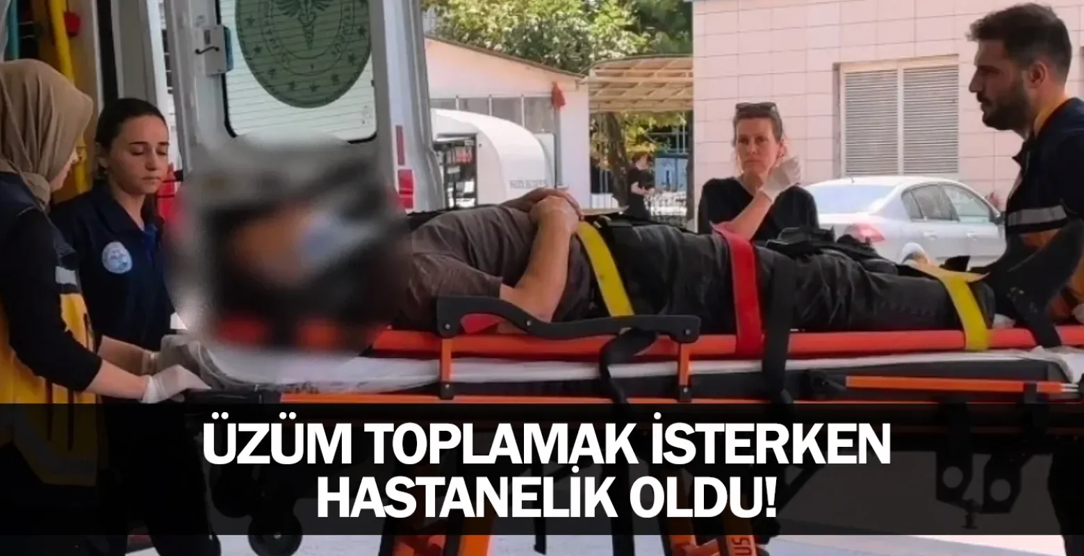Üzüm toplamak isterken hastanelik oldu!