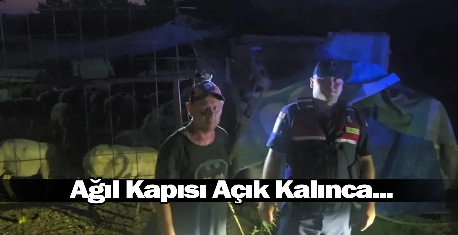 ​Ağıl Kapısı Açık Kalınca... 50 Koyun Firar Etti, İnegöl Jandarması Havadan Buldu