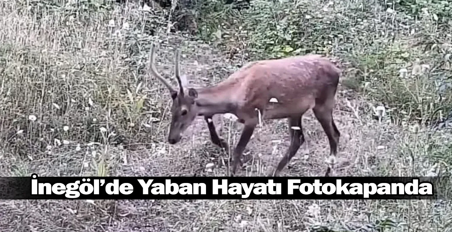 ​İnegöl’de Yaban Hayatı Fotokapanda: Ayı Ailesi ve Kızıl Geyikler Görüntülendi