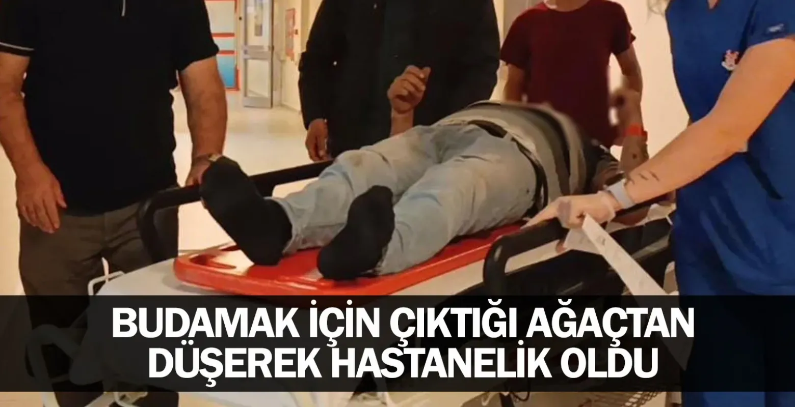 Budamak için çıktığı ağaçtan düşerek hastanelik oldu