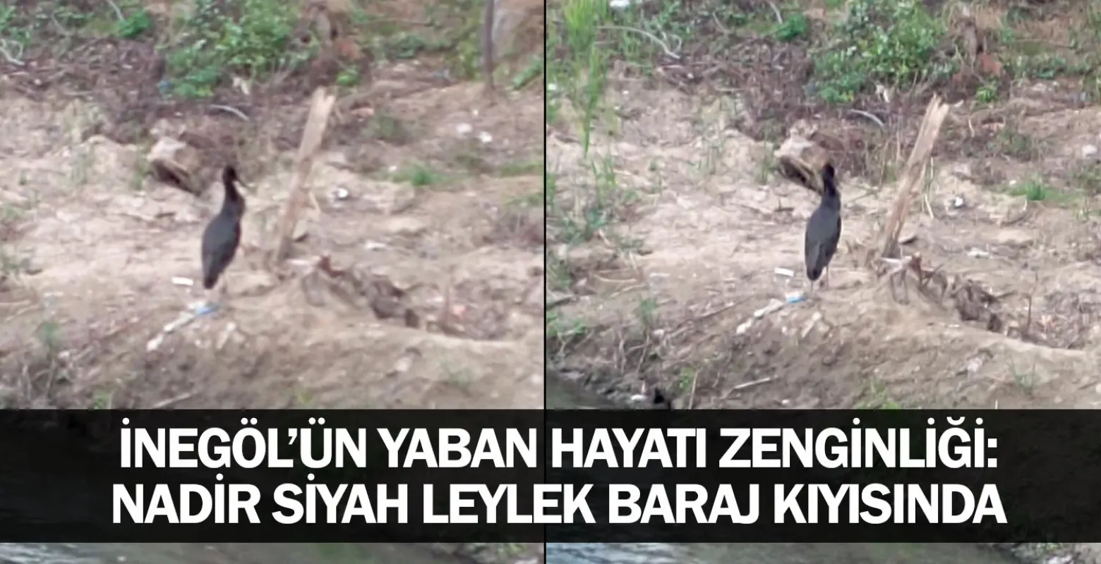 ​İnegöl’ün Yaban Hayatı Zenginliği: Nadir Siyah Leylek Baraj Kıyısında