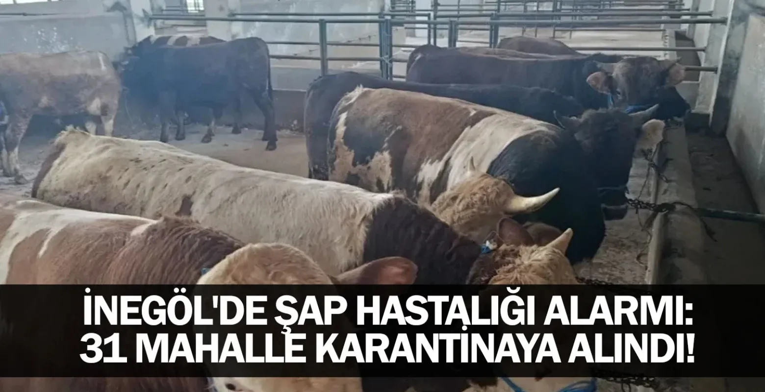 İnegöl'de şap hastalığı alarmı: 31 mahalle karantinaya alındı!