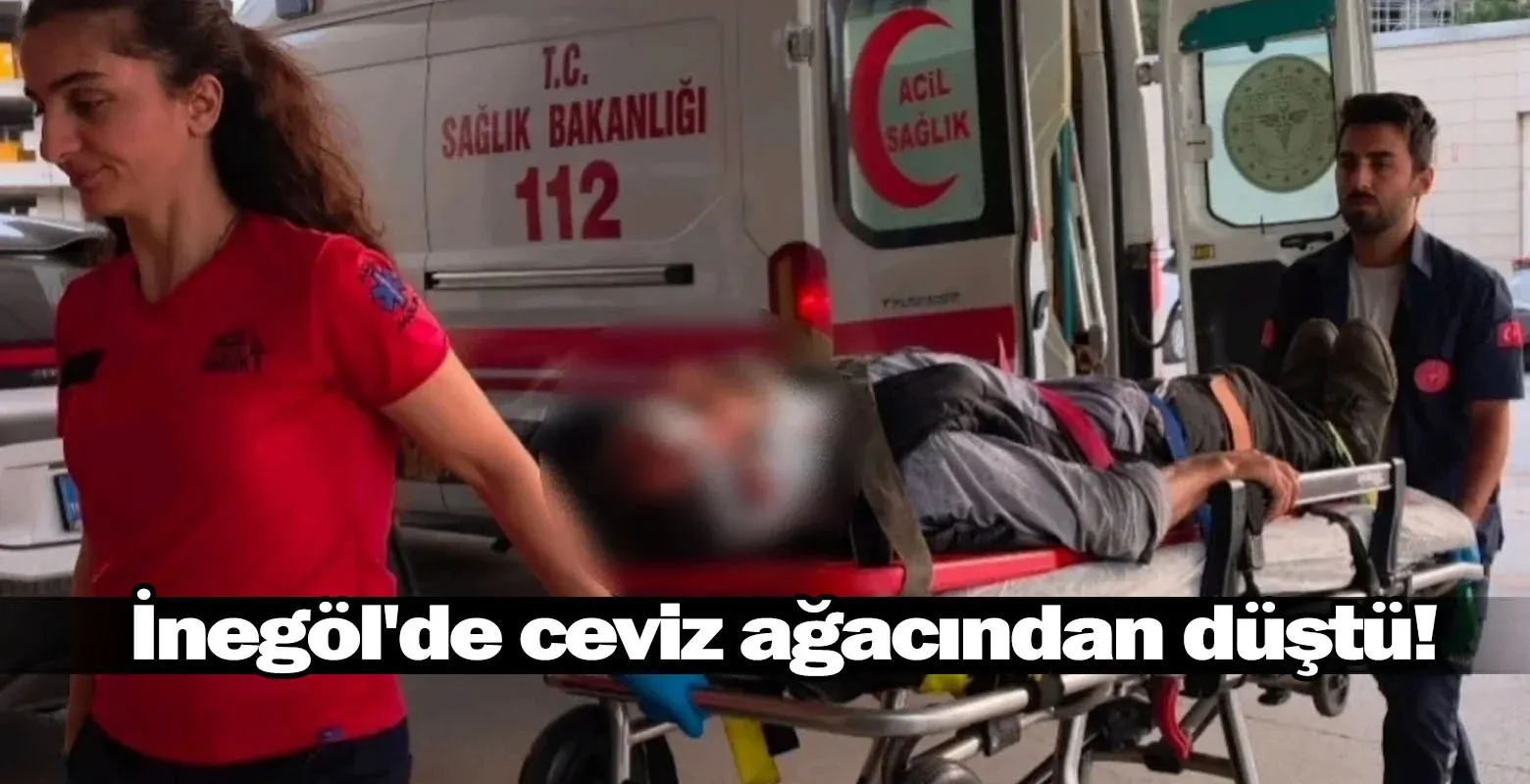 İnegöl'de ceviz ağacından düştü!