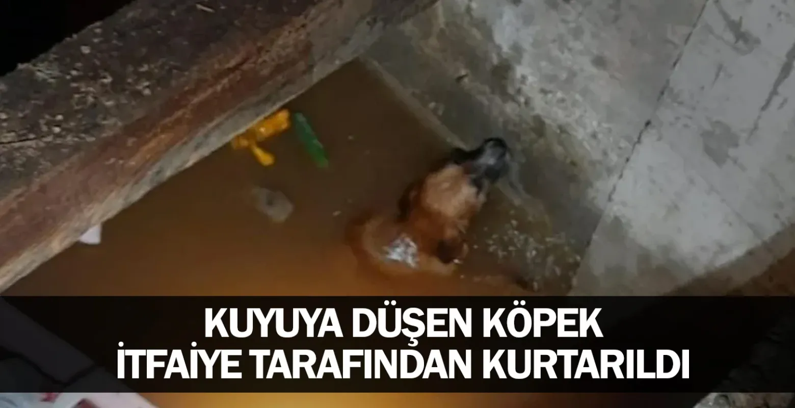 ​Kuyuya Düşen Köpek İtfaiye Tarafından Kurtarıldı