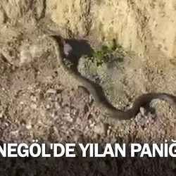 İnegöl'de yılan paniği!
