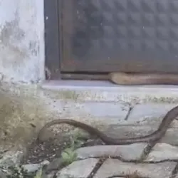 İnegöl'de evinin bahçesinde ortaya çıktı!