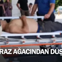 Kiraz ağacından düştü