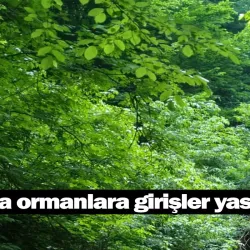 Bursa'da ormanlara girişler yasaklandı